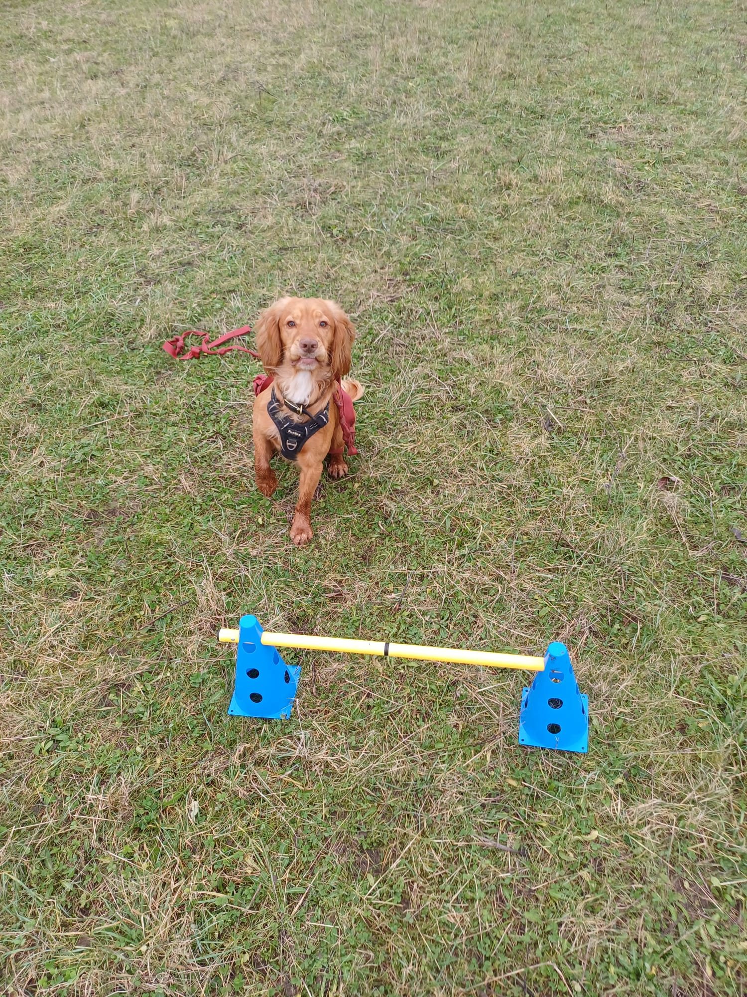 A red cocker spaniel sitting behind a low cone jump on the grass