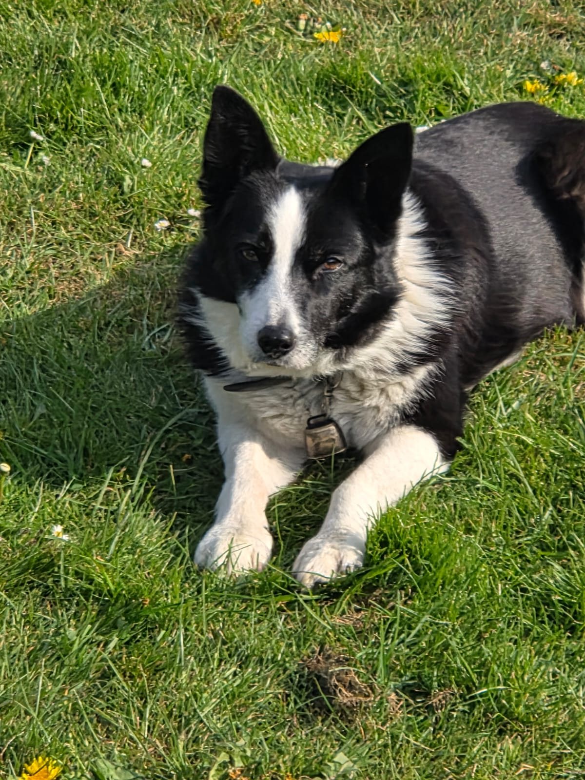 A black and white collie lying calmly on the grass