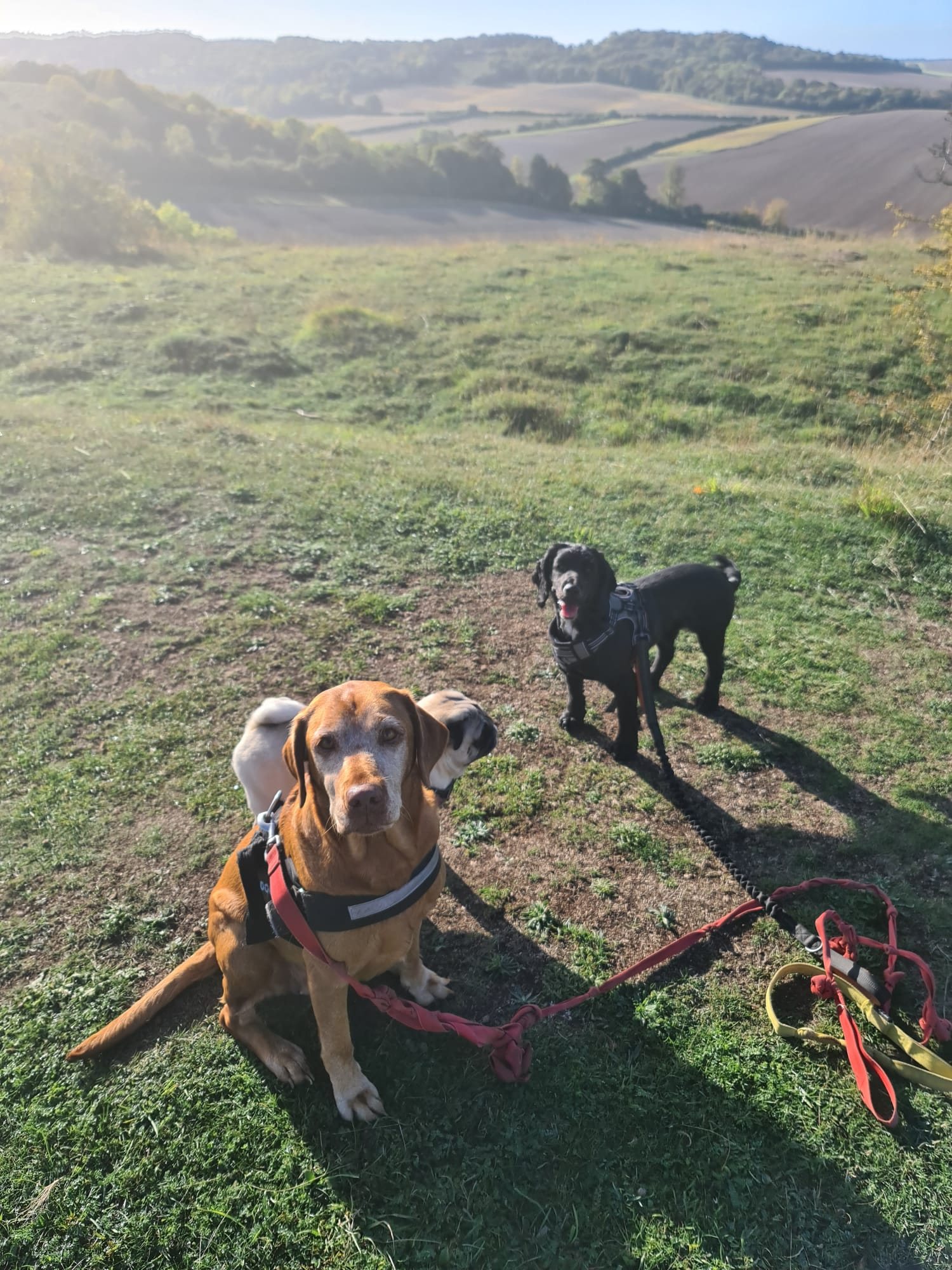 A bloodhound and a black spaniel on a sunny hillside above rolling countryside