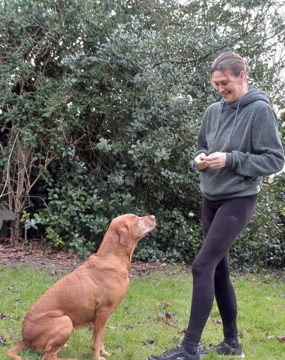 Donna training a fox red Labrador, who sits watching her on the grass