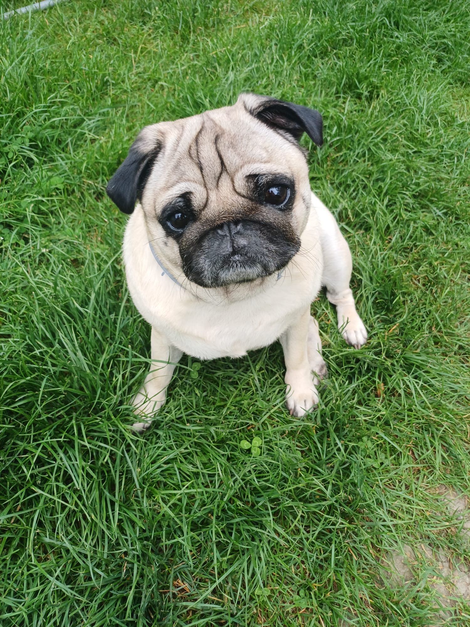 A pug sitting on the grass looking up at the camera