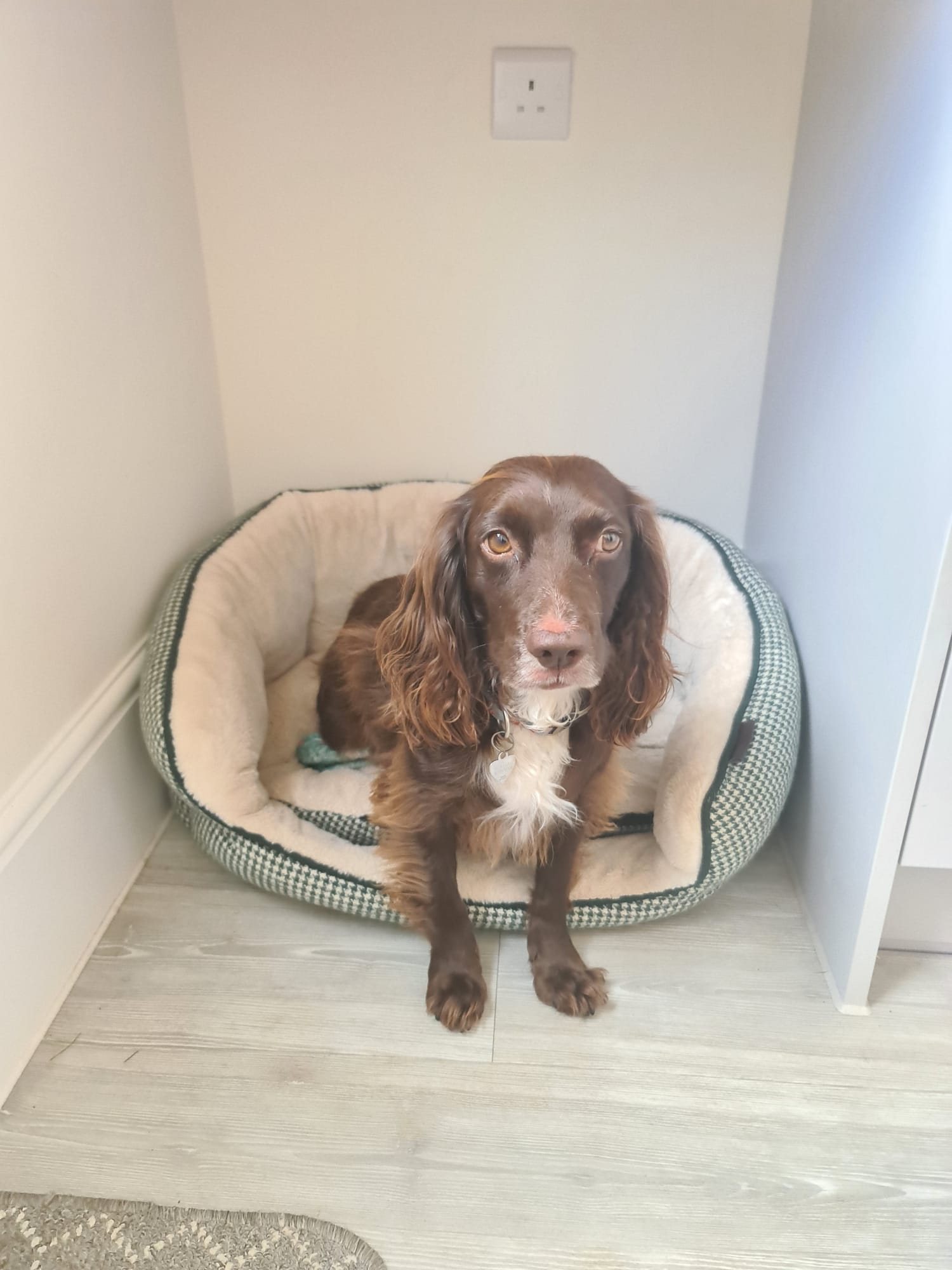 A brown and white spaniel sitting in a cosy dog bed