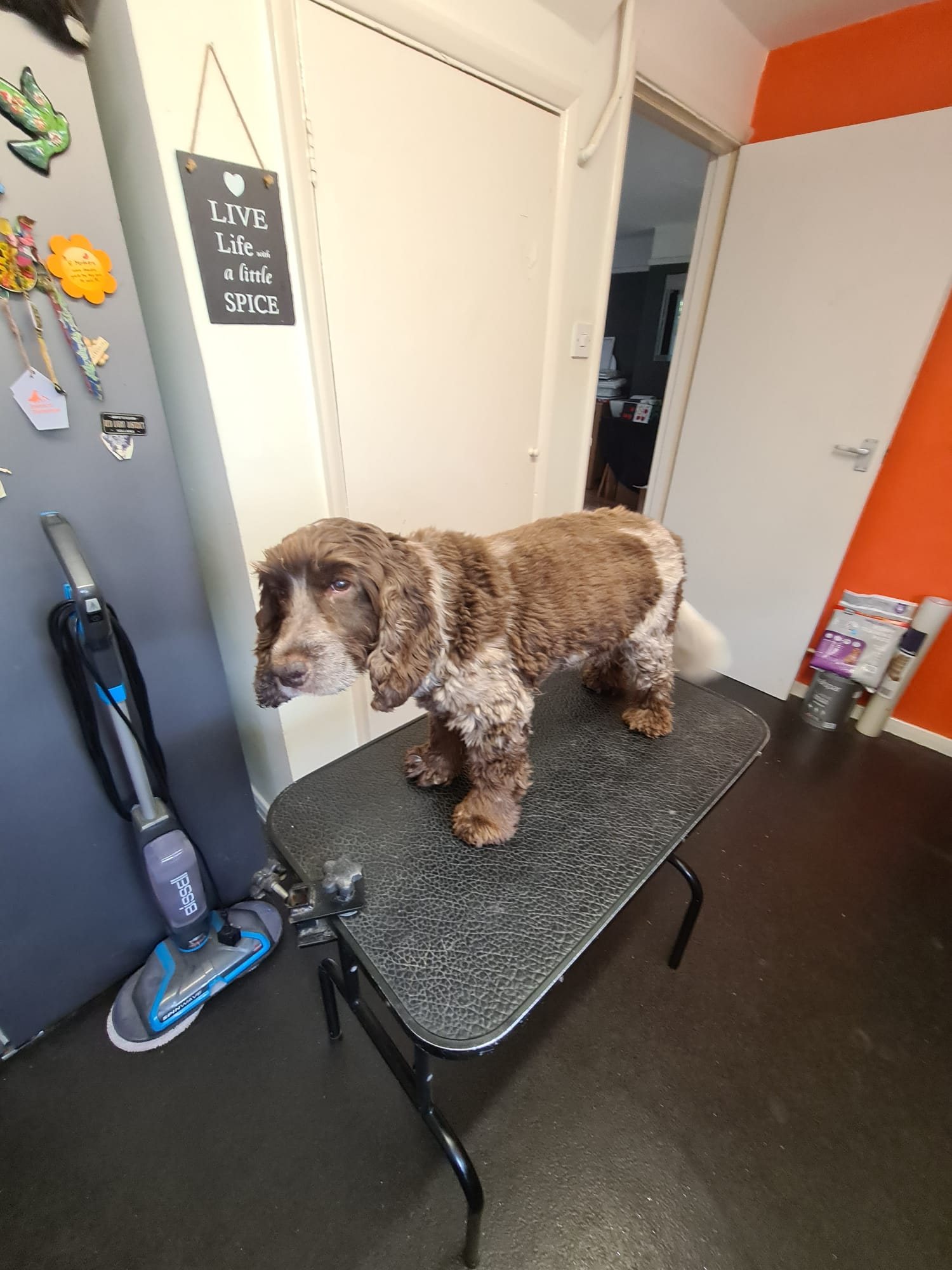 A roan spaniel standing on a grooming table