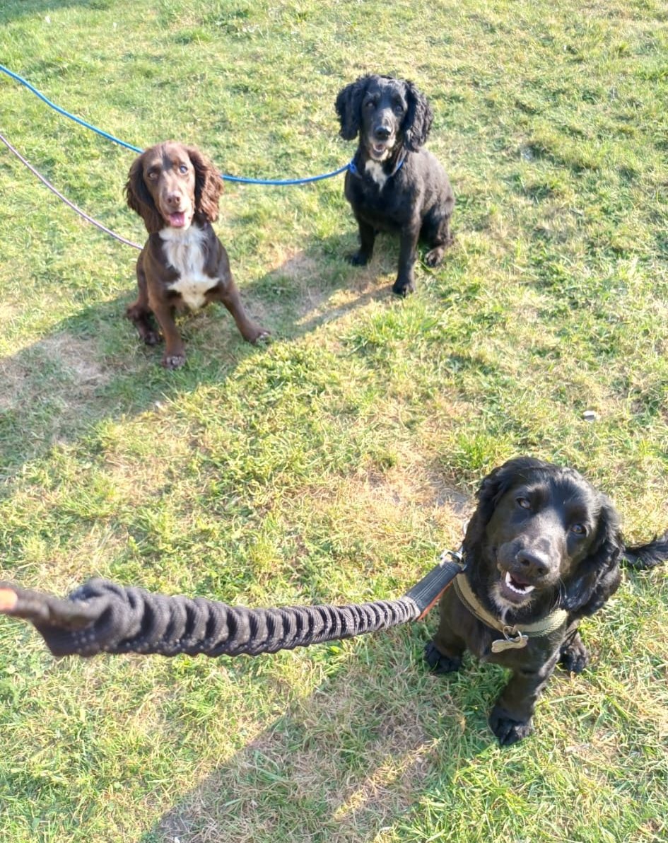 Three spaniels sitting on the grass during a training session