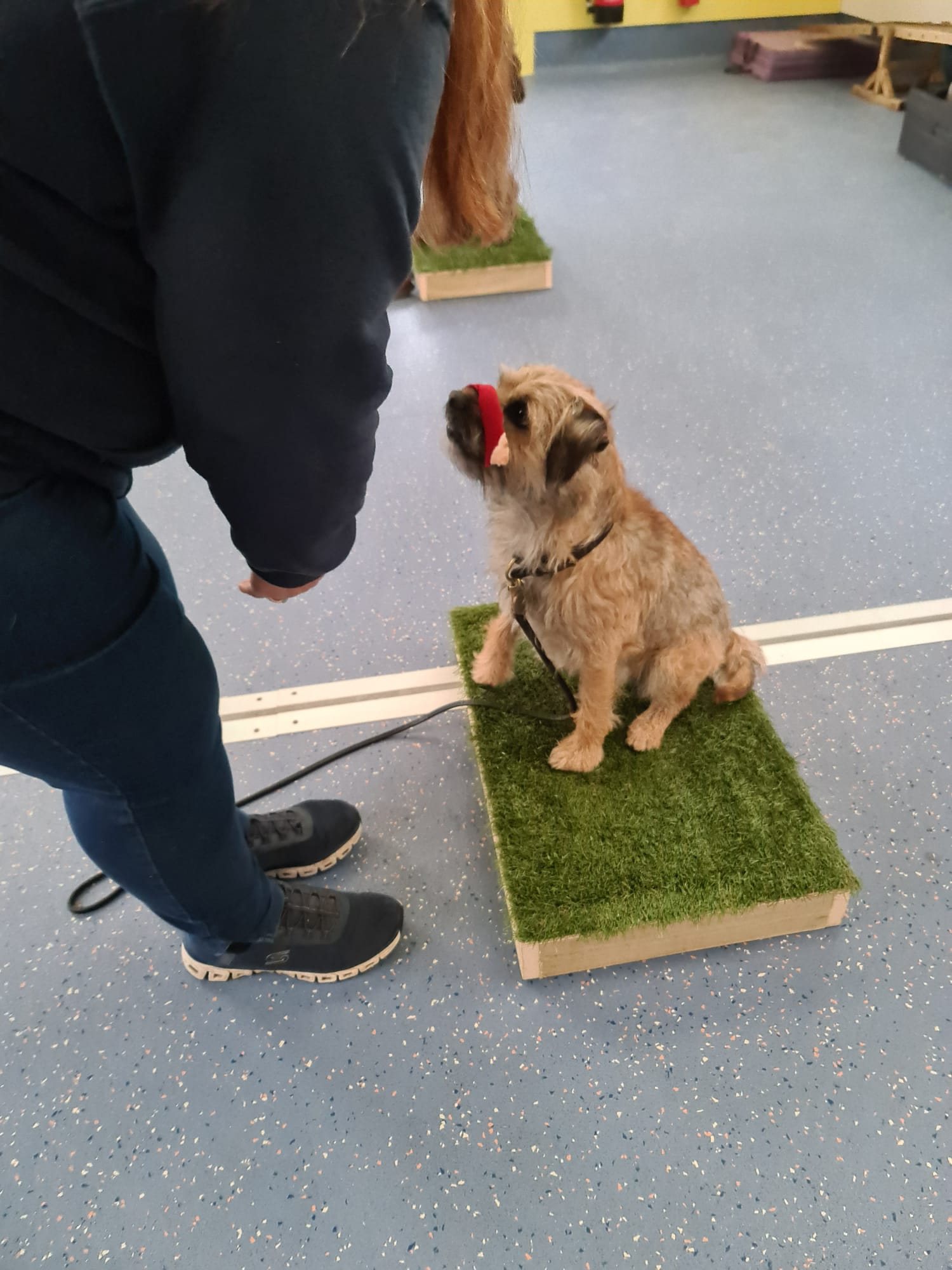 A scruffy terrier sitting on a place mat during a training session